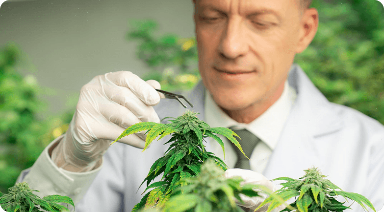 Cannabis plant